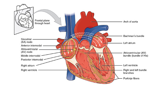 electrophysiology-specialist